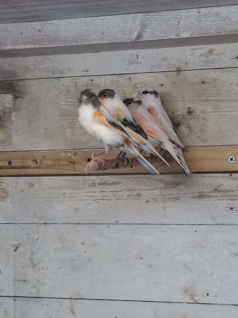 Te koop Harlekijnen, Dieren en Toebehoren, Meerdere dieren, Postuurkanarie