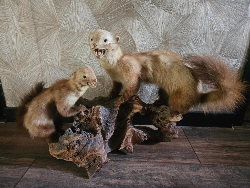 Twee opgezette marters op hout, Verzamelen, Dierenverzamelingen, Ophalen