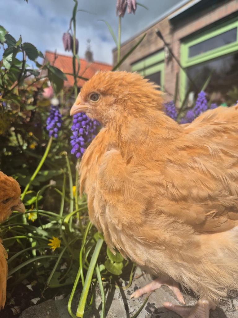 Hennen kuikens orpington groot, Dieren en Toebehoren, Pluimvee, Vrouwelijk, Kip