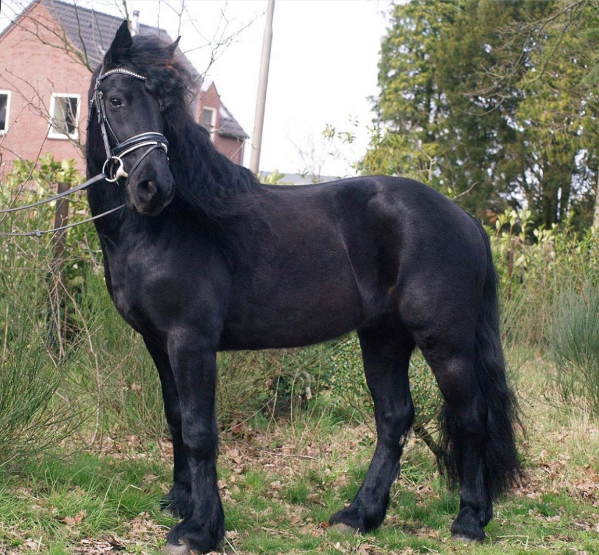 Merens pony, Dieren en Toebehoren, Pony's, Ruin, 11 jaar of ouder, Recreatiepony, D pony (1.37m tot 1.48m)