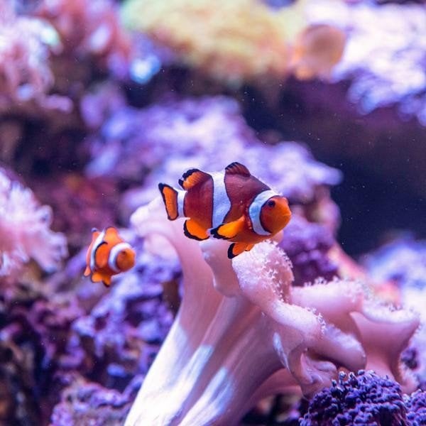 Sealife 2e ticket gratis, Tickets en Kaartjes, Recreatie | Dierentuinen, Twee personen, Kortingskaart