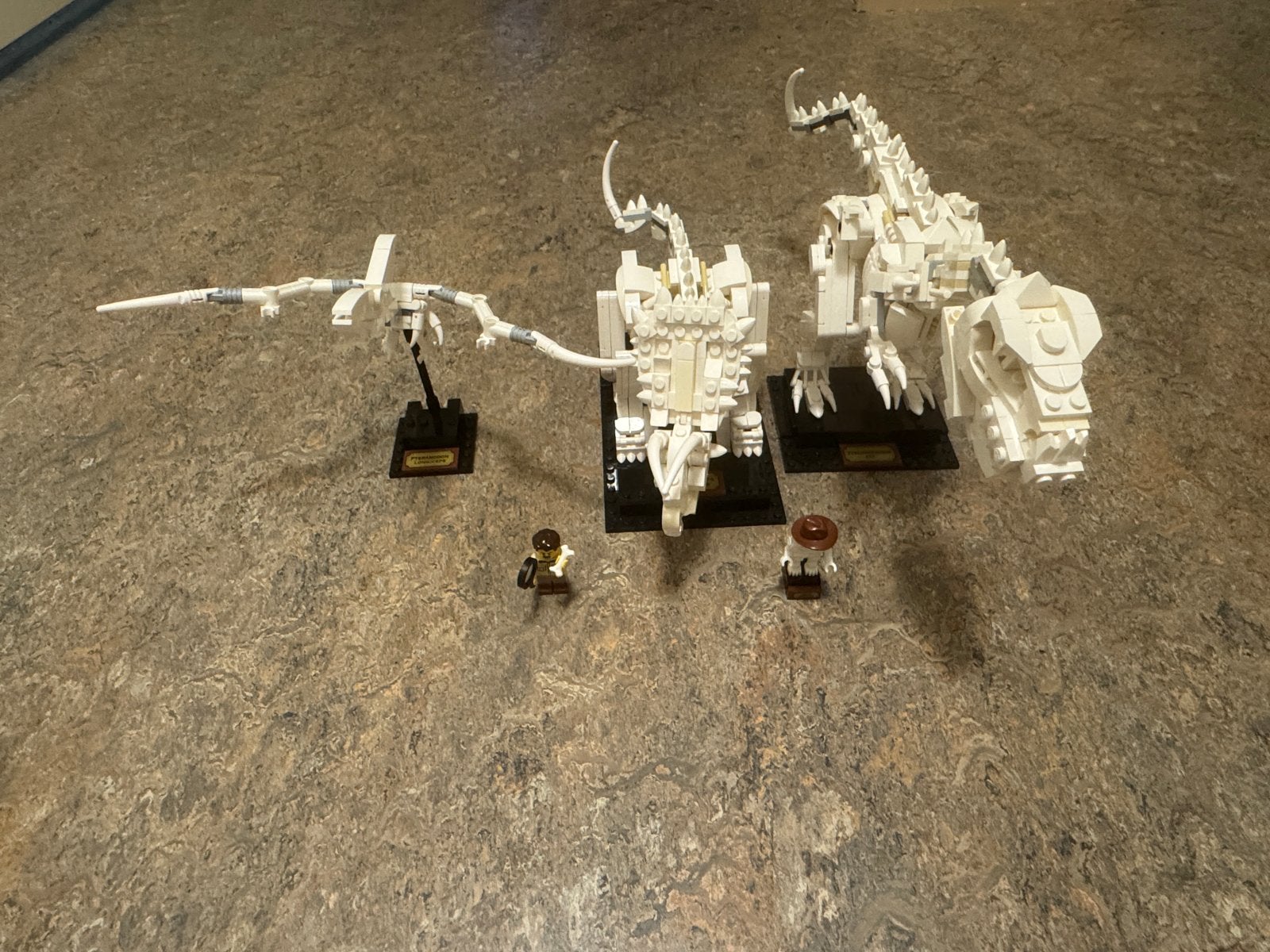 LEGO Ideas 21320 Dinosaurus Fossielen, Ophalen of Verzenden, Zo goed als nieuw, Overige merken