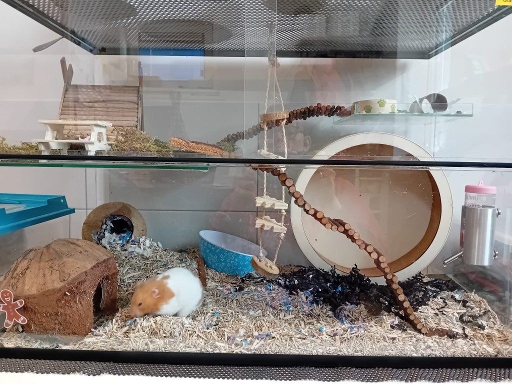knaagdieren opvang, Ophalen, Nieuw, Verzorging