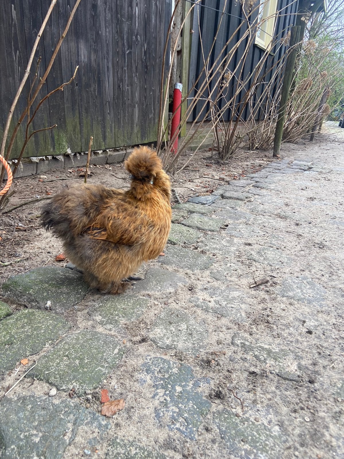 Usa zijdehoender broedeieren te koop, Dieren en Toebehoren, Pluimvee, Geslacht onbekend, Kip