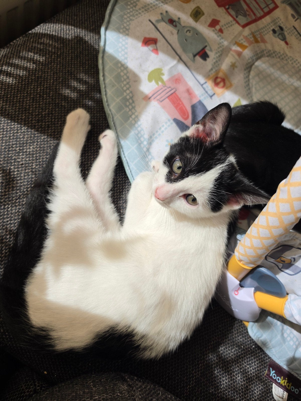 een kater kitten