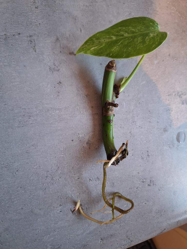 Monstera Deliciosa Albo Variegata Wetstick - Geworteld, Ophalen of Verzenden