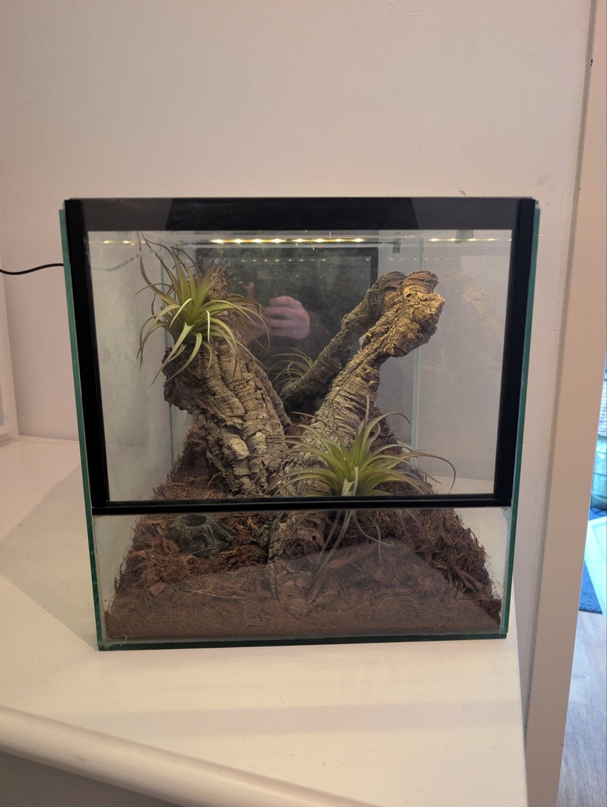 complete glazen terrarium met shorts en kunstof planten, Dieren en Toebehoren, Ophalen, Terrarium of Paludarium