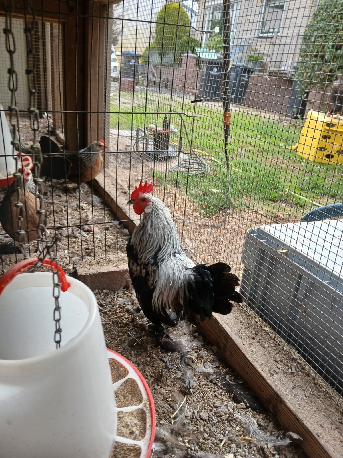Hollandse kriel zilverpatrijs hanen, Dieren en Toebehoren, Mannelijk, Kip