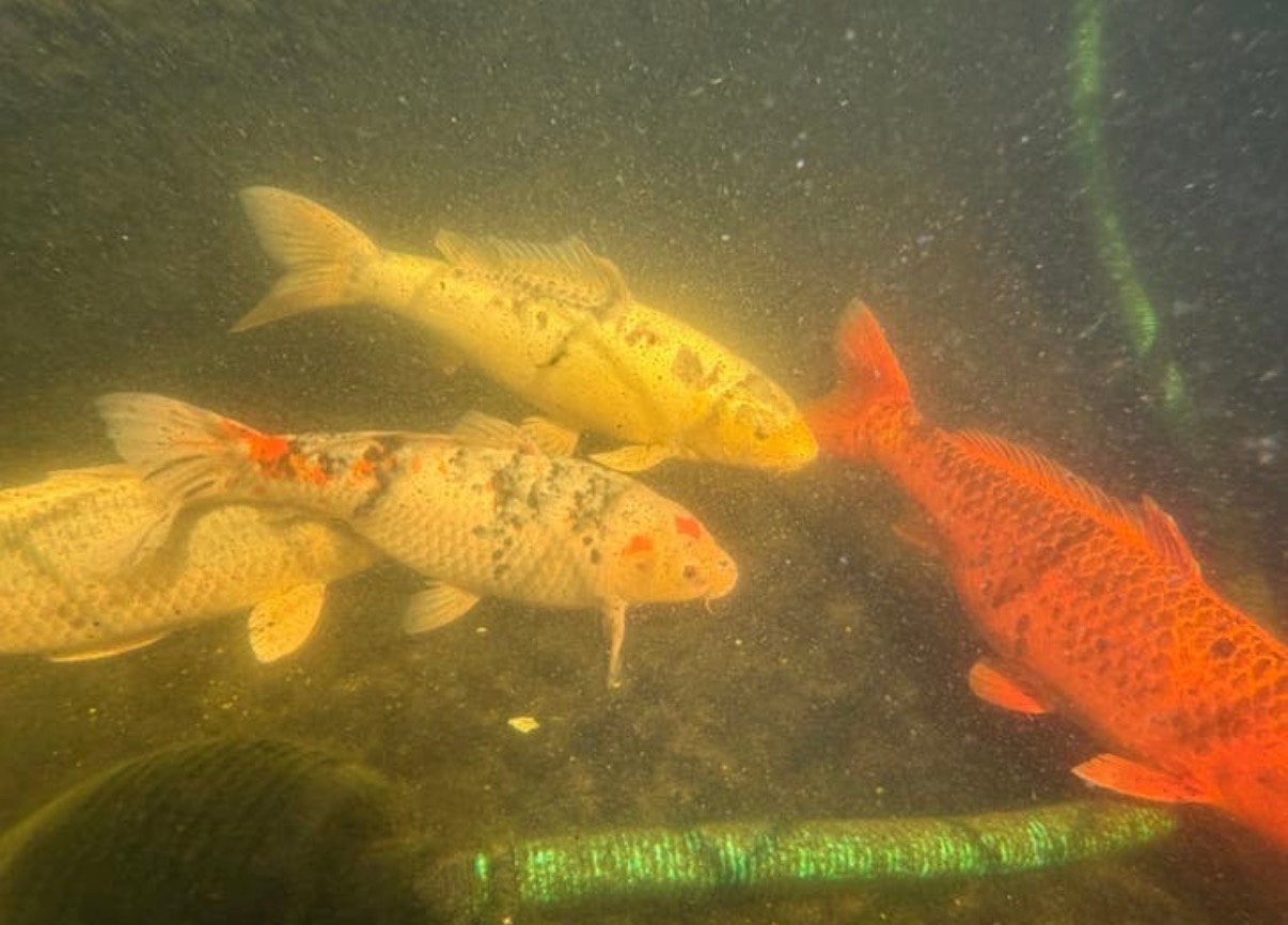 Koi karpers en een steur, Vis