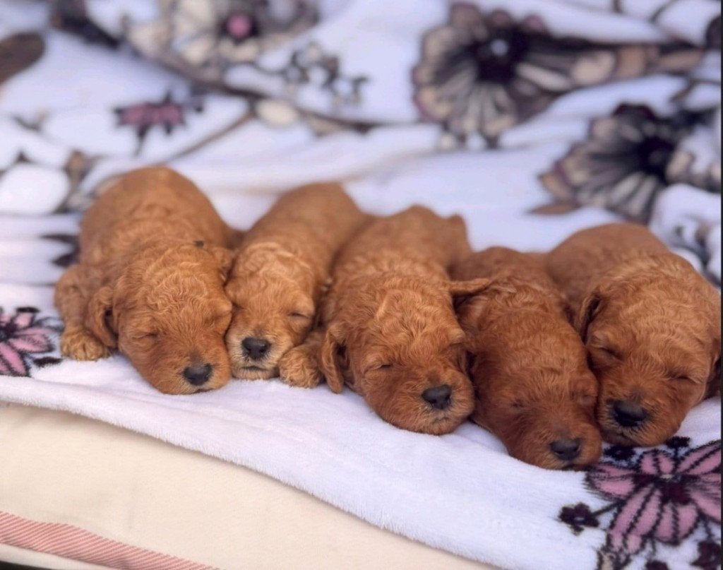 Toypoedel pups met FCI stamboom, Poedel, Particulier, 15 weken tot 1 jaar, Buitenland