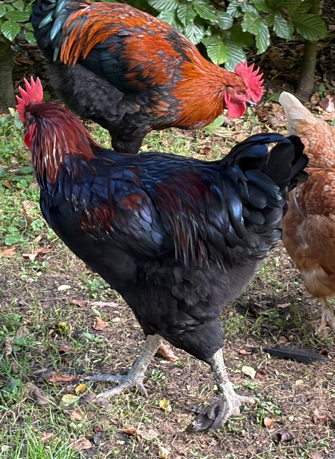 Mooie donkere Marans haan te koop, Dieren en Toebehoren, Mannelijk, Kip