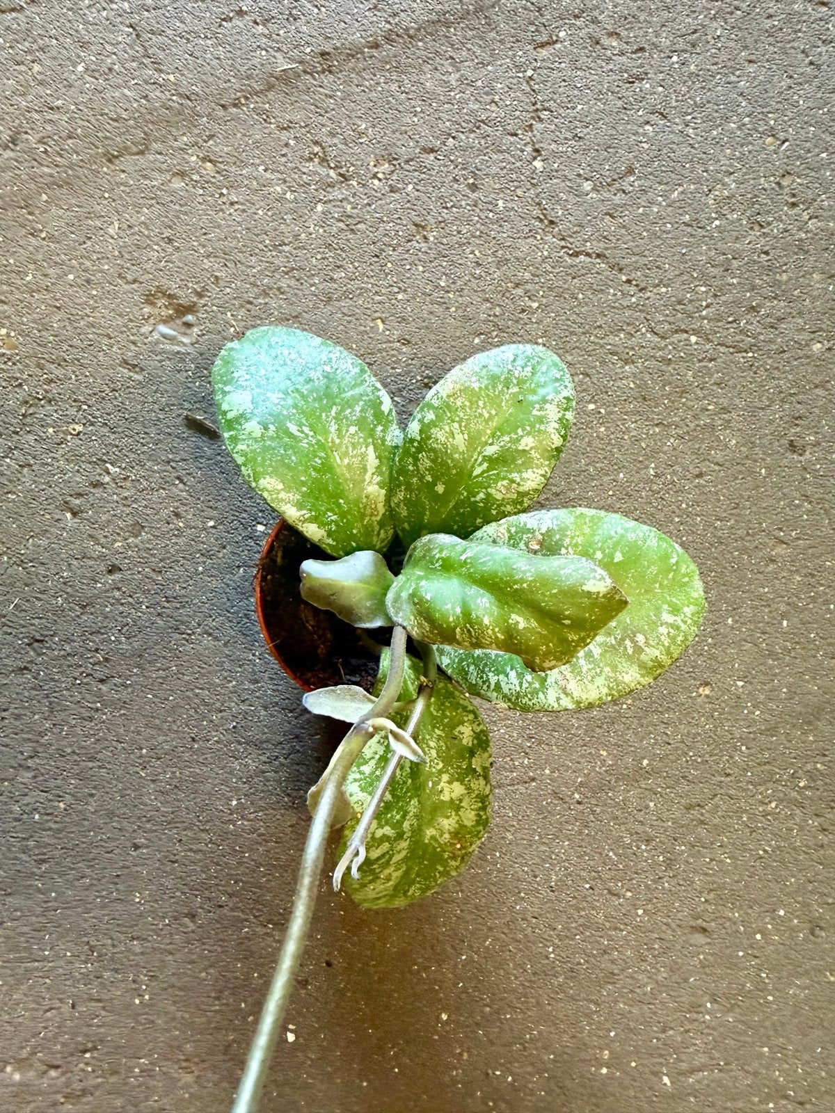Hoya waymaniae Kapuas p9, Ophalen of Verzenden