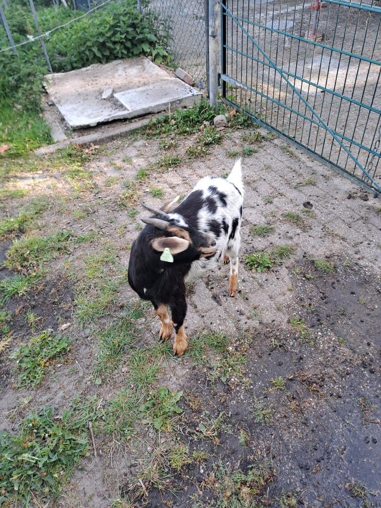 Mooie geiten, Dieren en Toebehoren, Vrouwelijk, Geit