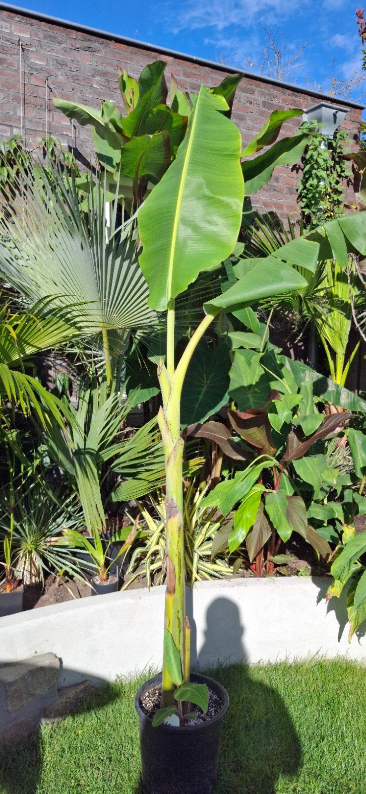 Musa Blue Java XL - IJscrème Banaanplant, Ophalen, Overige soorten, Volle zon