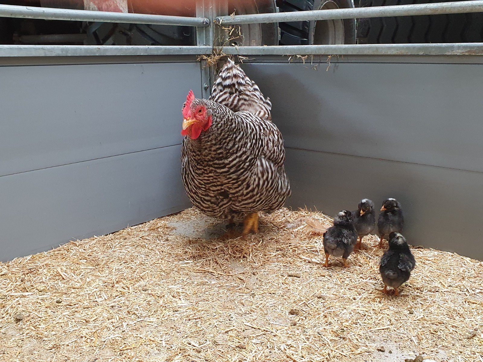Amrock hen met 4 kuikens, Dieren en Toebehoren, Pluimvee, Vrouwelijk, Kip