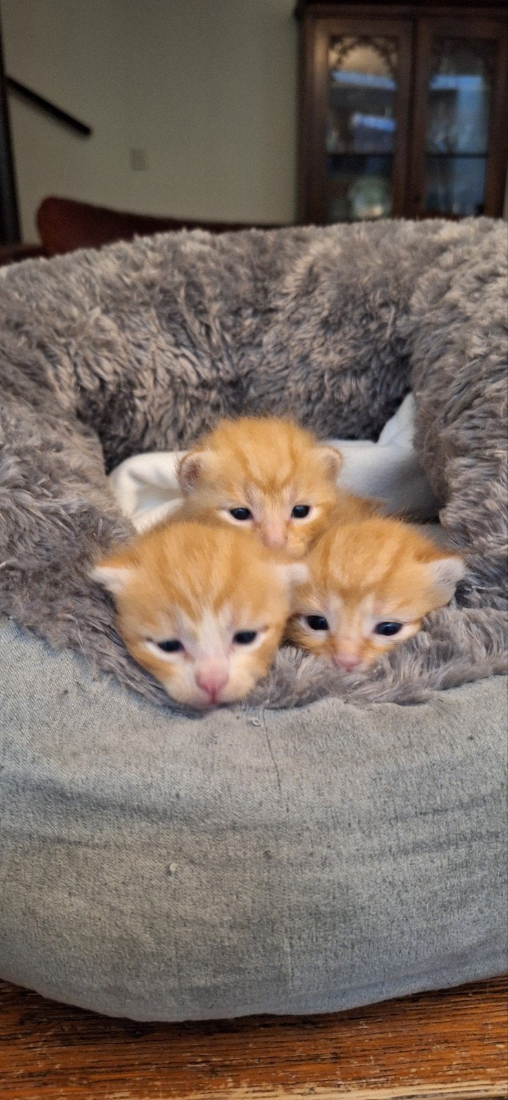 Prachtige half Siberische kittens, Dieren en Toebehoren, Katten en Kittens | Raskatten | Langhaar, Kater, Ontwormd, 0 tot 2 jaar