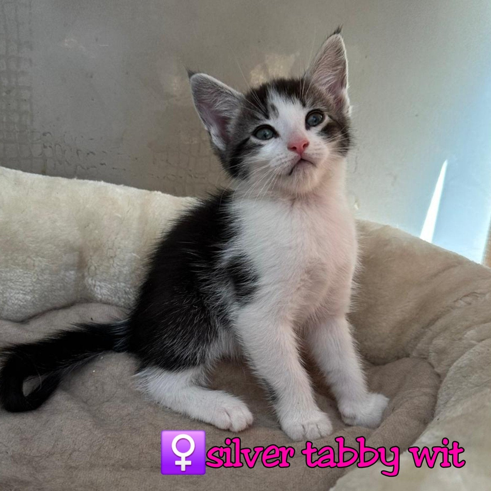 MOGEN VERHUIZEN kruising x maine coon kittens, Dieren en Toebehoren, Meerdere dieren, 0 tot 2 jaar