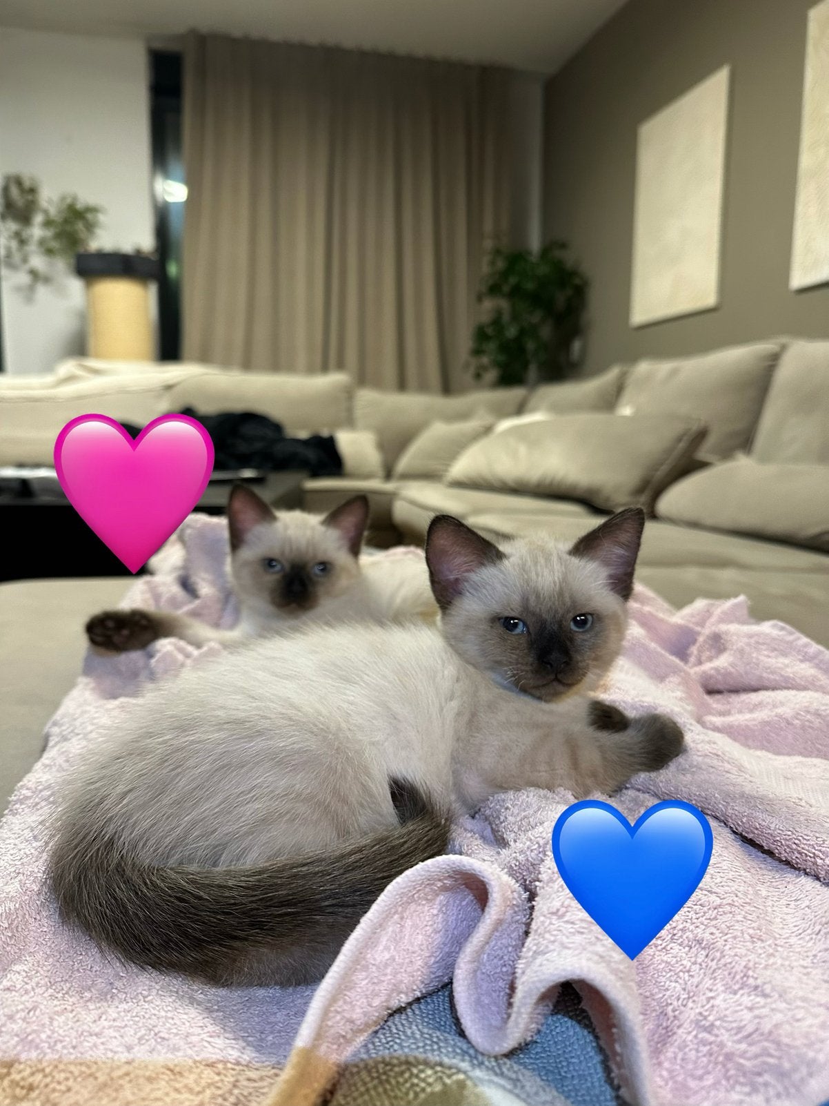 Ragdoll x Tonkanees kittens pointed, Meerdere dieren, Gechipt, 0 tot 2 jaar