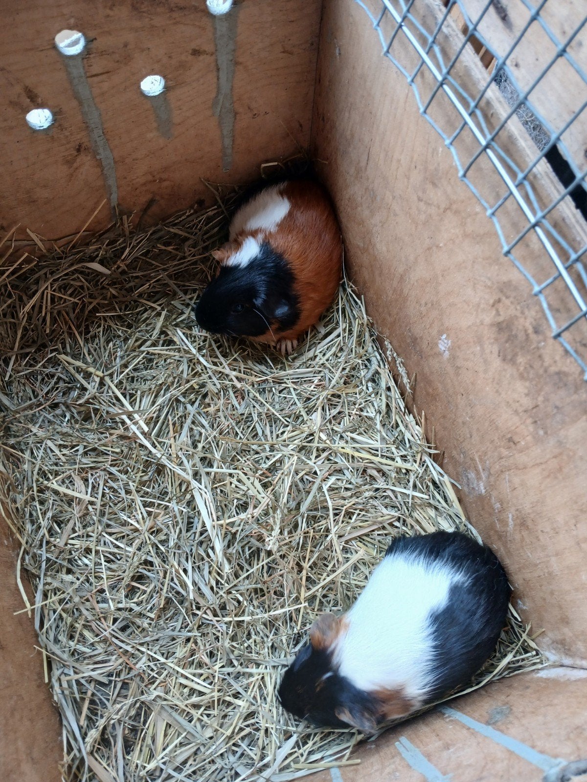 cava, Dieren en Toebehoren, Augustus, Mannelijk, Cavia