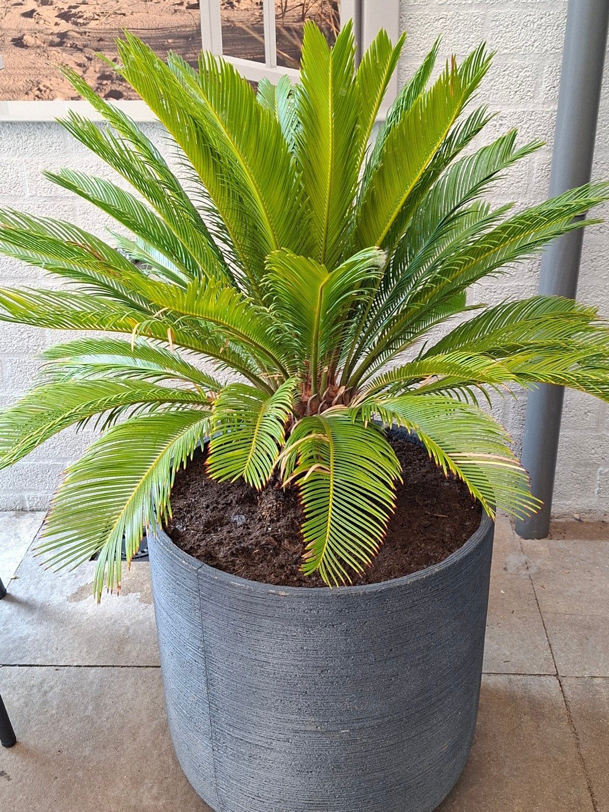 Grote palm in pot, Tuin en Terras, Ophalen, Bloeit niet, Overige soorten, Volle zon