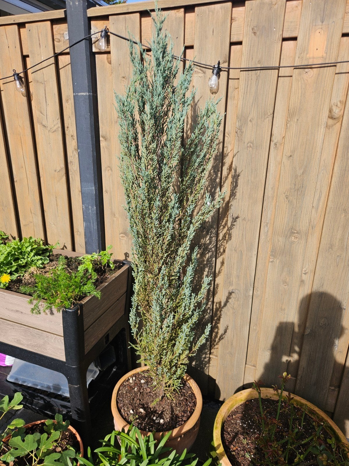 Juniperus (Jeneverbes) - Winterharde conifeer, Volle zon, Vaste plant, Bloeit niet, Ophalen