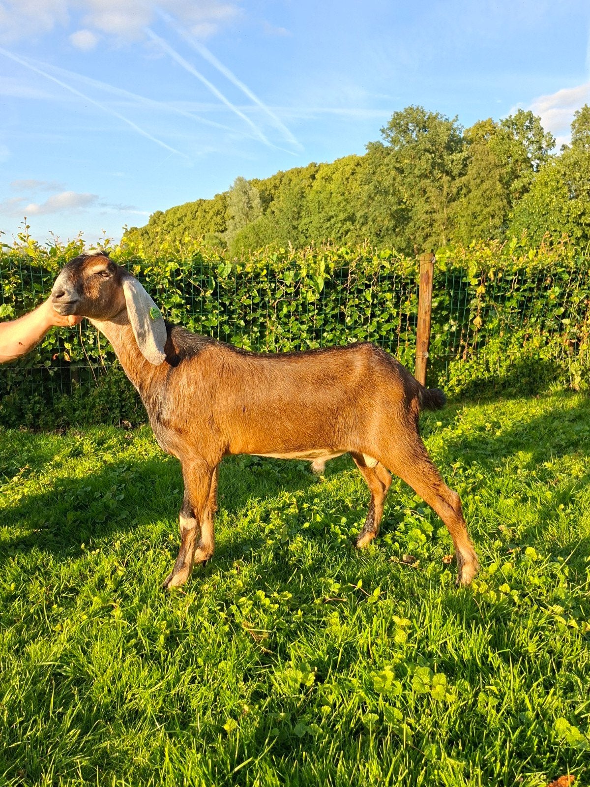 Jonge Nubische dekbokken, Dieren en Toebehoren, Mannelijk, Geit, 0 tot 2 jaar