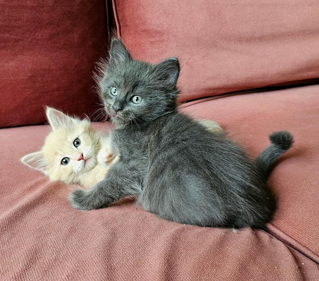 7 Prachtige Raszuivere Maine Coon Kittens, Meerdere dieren, Ontwormd, 0 tot 2 jaar