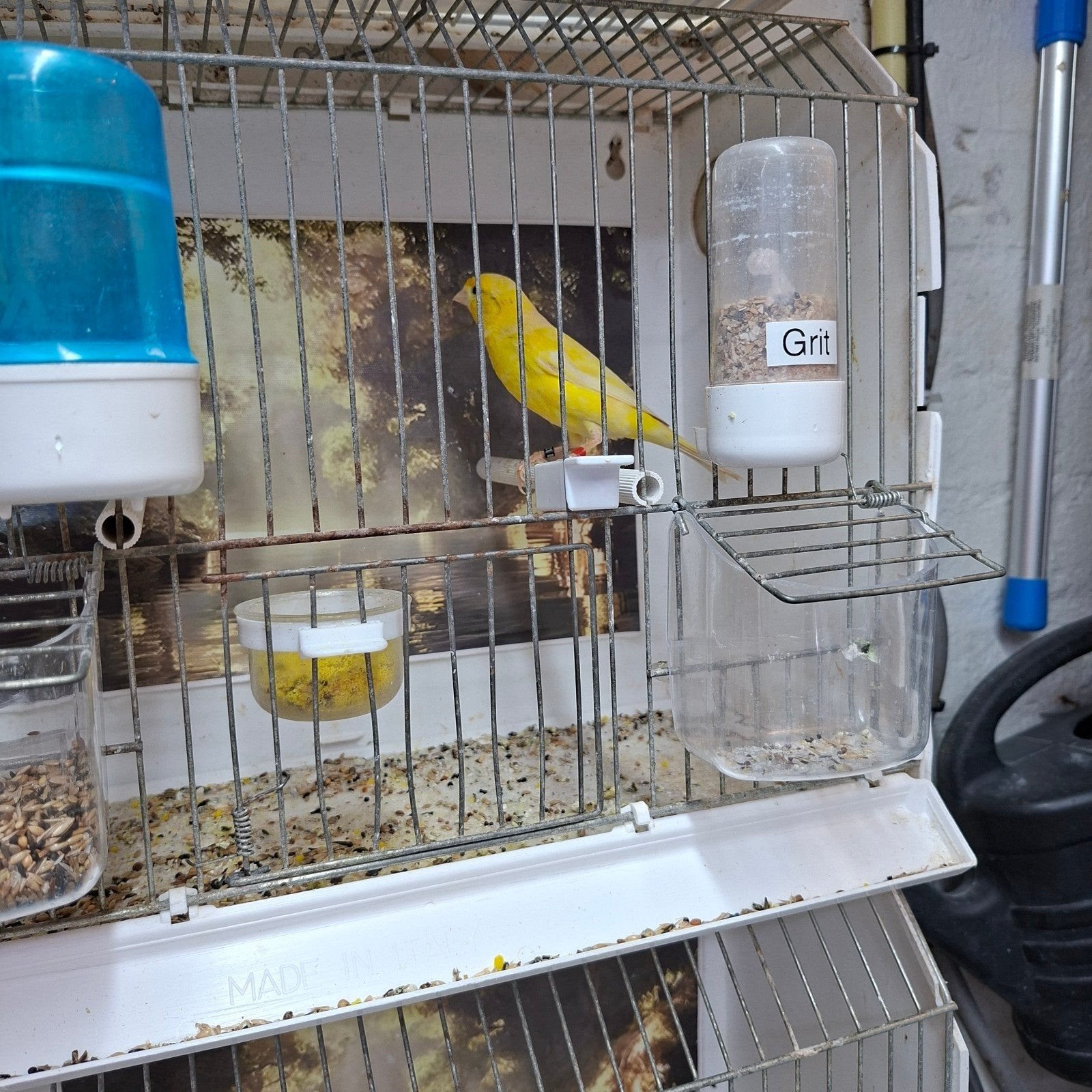 Te koop Raza man  Kanarie, Dieren en Toebehoren, Mannelijk, Kleurkanarie