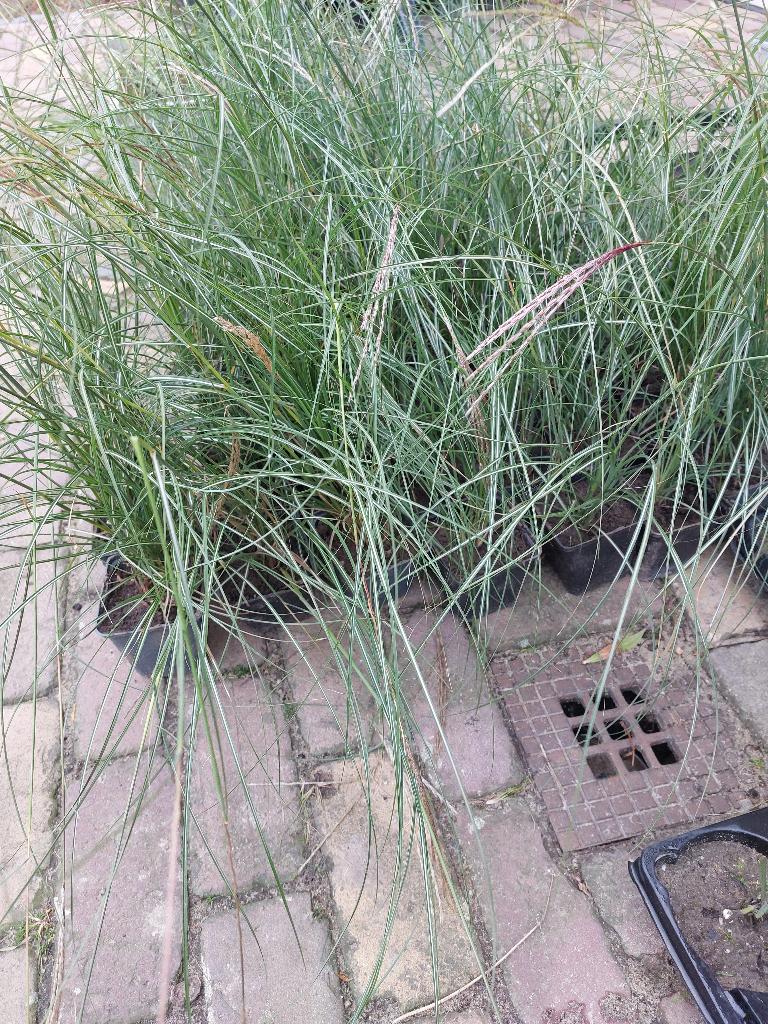 Miscanthus siergras prachtriet in p9 pot biologisch, Ophalen of Verzenden, Vaste plant, Siergrassen, Volle zon