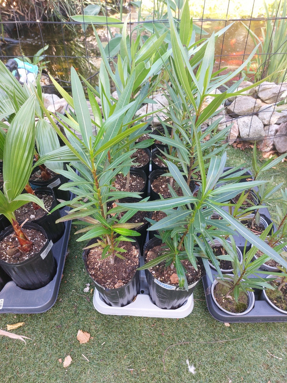 Jonge Oleander planten - Nerium Oleander, Ophalen of Verzenden, Overige soorten, Volle zon