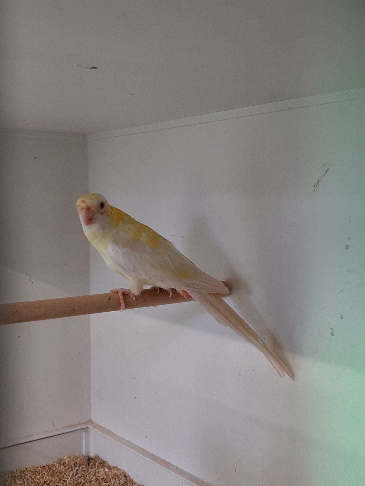 Bleekkop rosella mutatie 2025 (man gereserveerd), Dieren en Toebehoren, Meerdere dieren, Parkiet