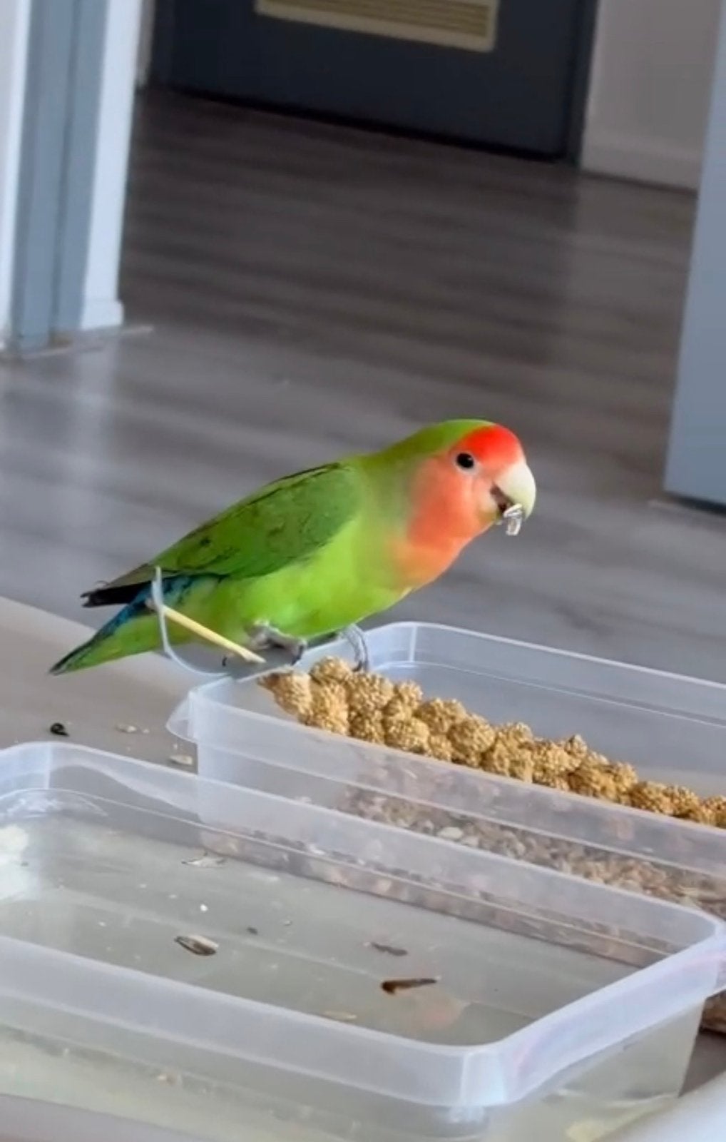Rio zoekt een liefdevol en ervaren Turkse baasje, Tam, 0 tot 2 jaar