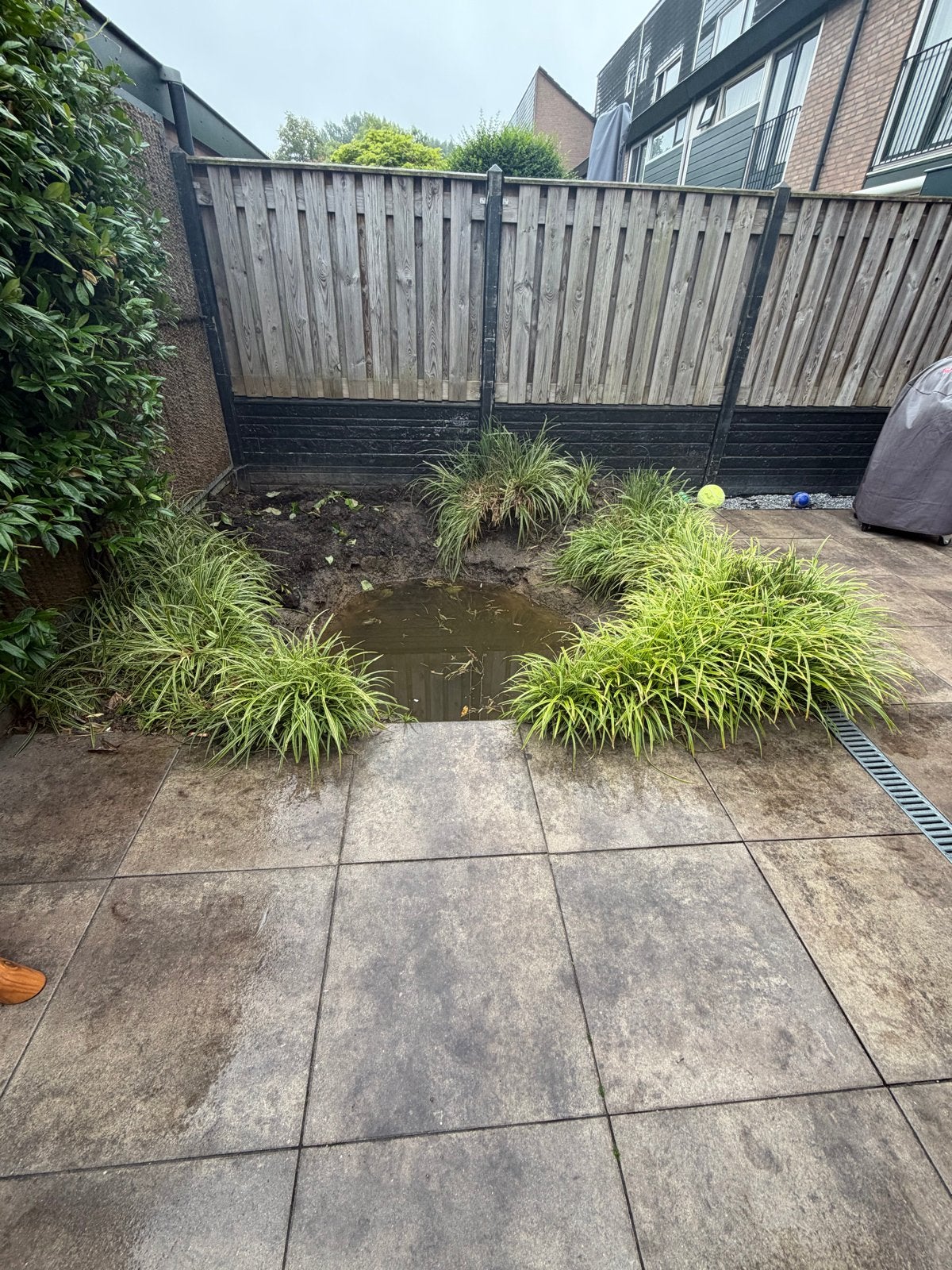 Grasplanten voor tuin of border, Ophalen, Bloeit niet, Overige soorten, Minder dan 100 cm