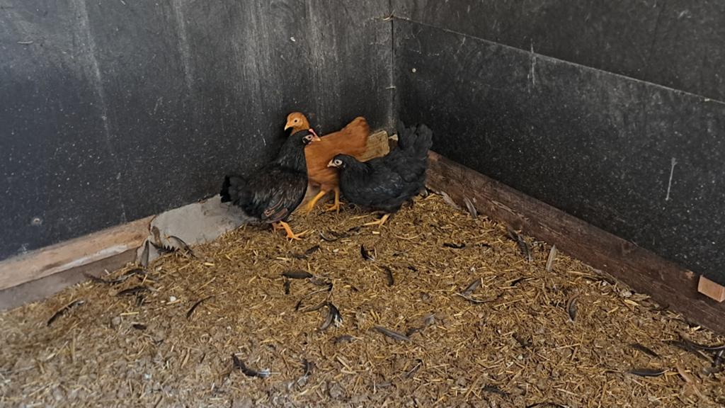 3 kriel kippen, Vrouwelijk, Kip