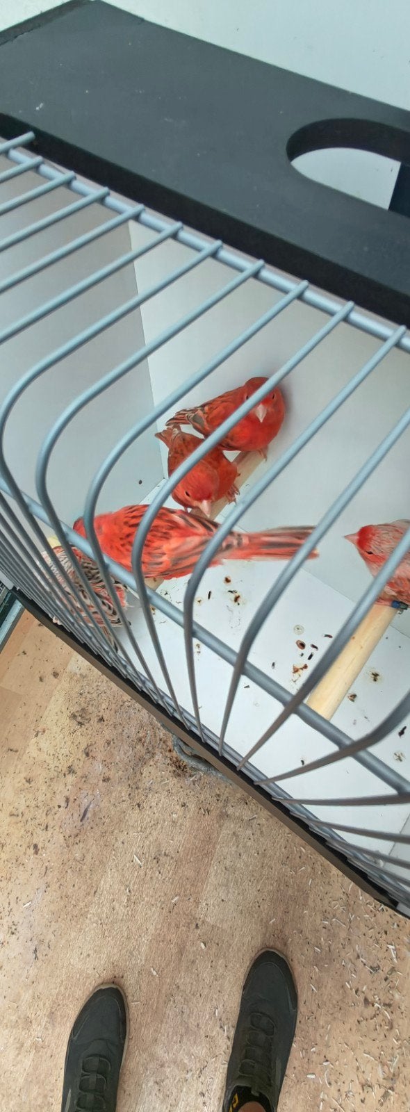 Rood Agaat topaas, Vrouwelijk, Kleurkanarie