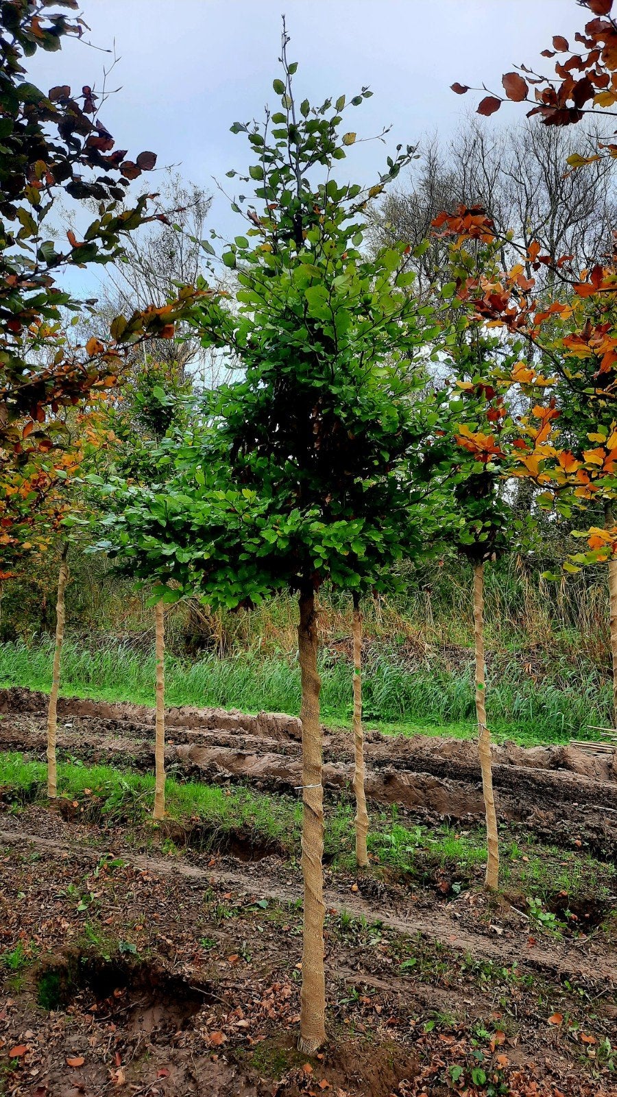 Fagus Sylvatica groene beuk 🌳 ❗️ hoogtstam❗️, Tuin en Terras, Planten | Bomen, Ophalen, Volle zon, Overige soorten