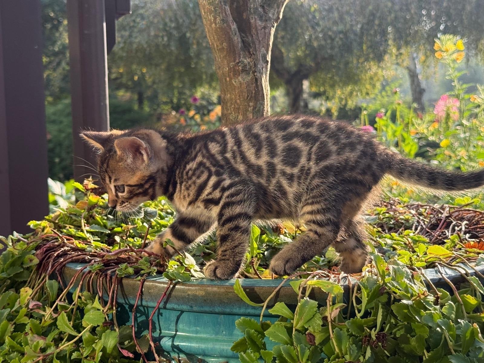 Lieve, gezonde bengaalse kittens!, Dieren en Toebehoren, Meerdere dieren, Gechipt, 0 tot 2 jaar