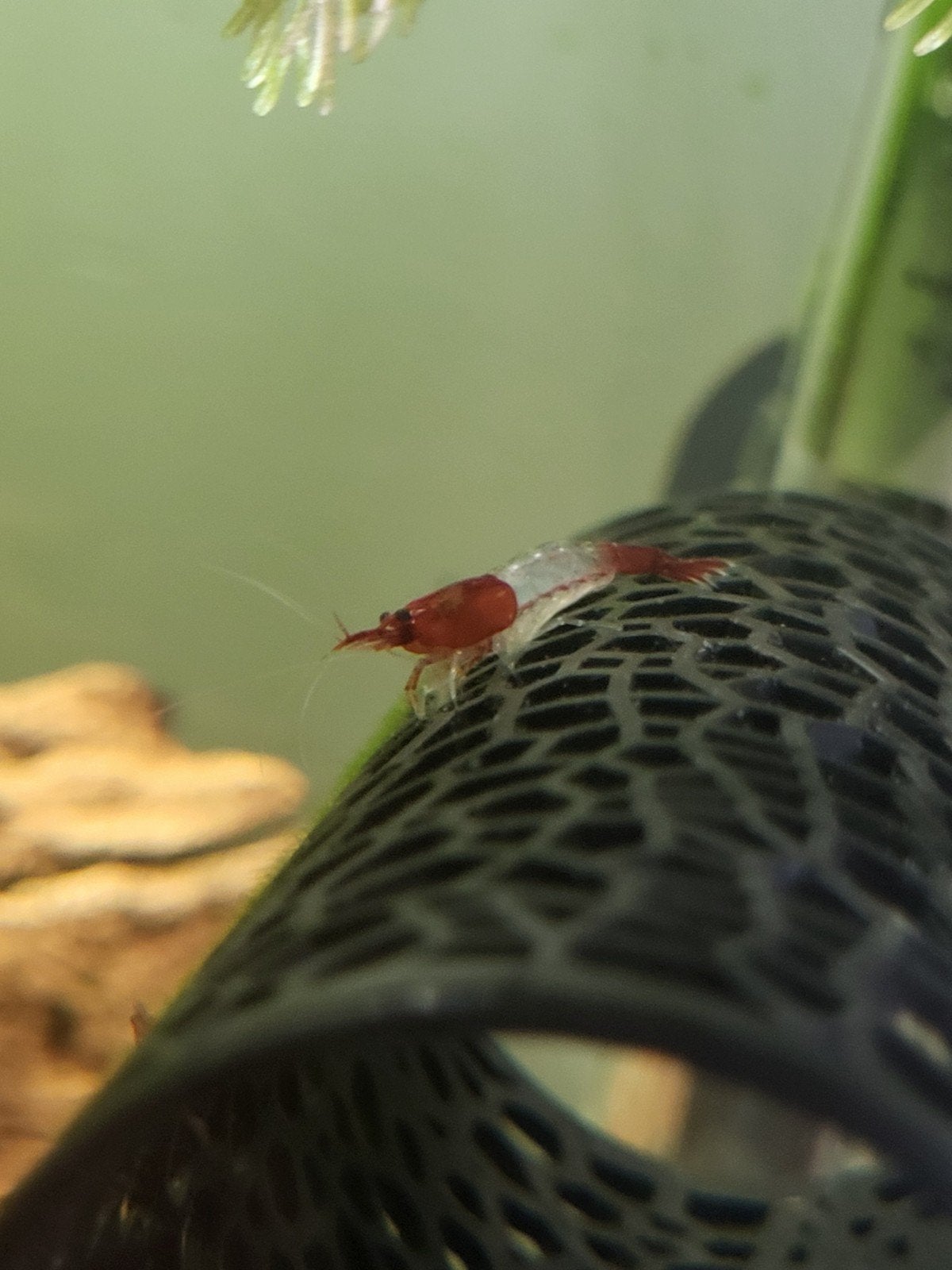 red rilli garnalen, Kreeft, Krab of Garnaal