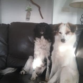 puppie te koop, Dieren en Toebehoren, 8 tot 15 weken, Teef, Parvo, Eén hond