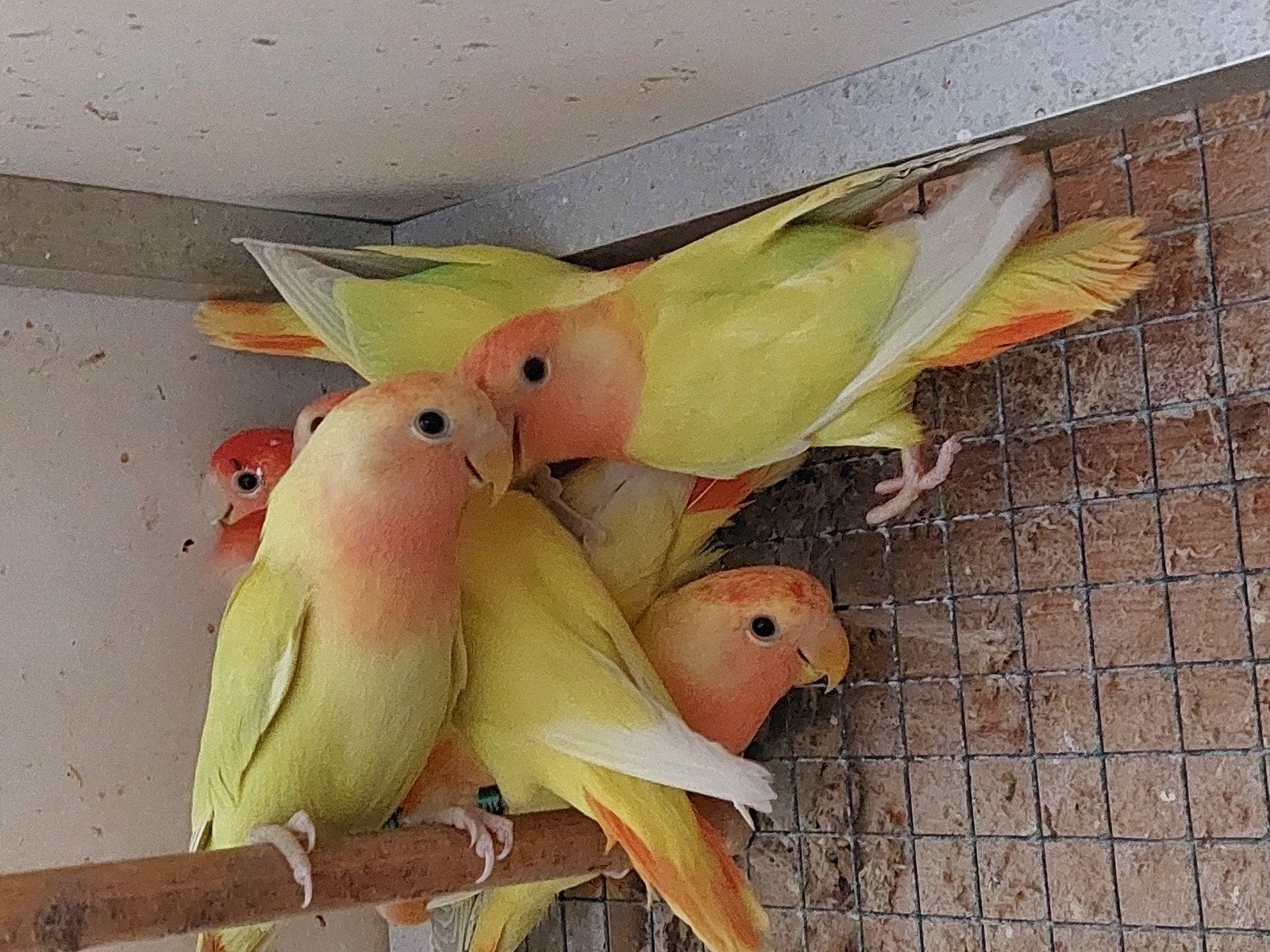 opaline roodmaskers roseicollis, Vrouwelijk, Dwergpapegaai of Agapornis, Geringd