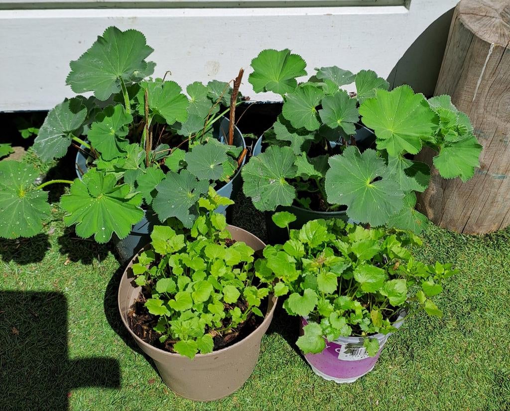 Vrouwenmantel en Campanula vaste tuinplanten v.€5 ophalen, Ophalen, Vaste plant, Overige soorten, Halfschaduw