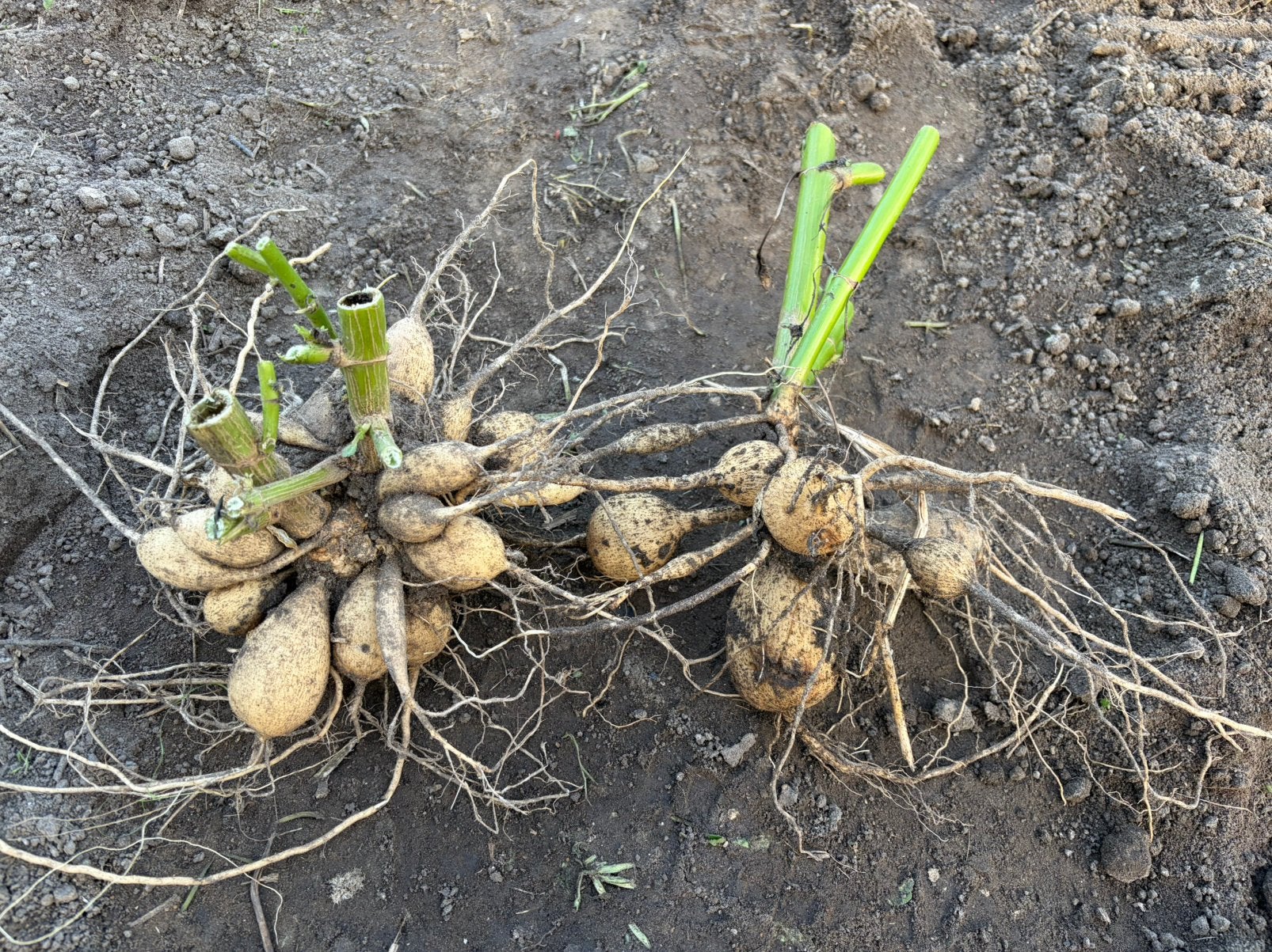 Duurzaam gekweekte dahliaknollen uit onze kwekerij., Tuin en Terras, Verzenden, Voorjaar, Volle zon, Knol