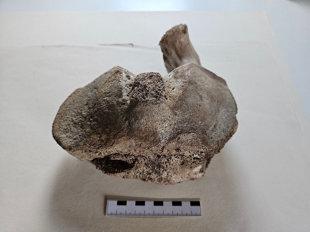Mammoetwervel, Verzamelen, Mineralen en Fossielen, Ophalen of Verzenden, Fossiel