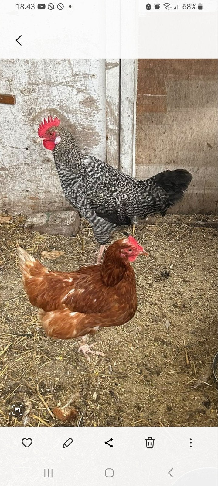 5 bruine Lohmann kippen + Haan, Vrouwelijk, Kip