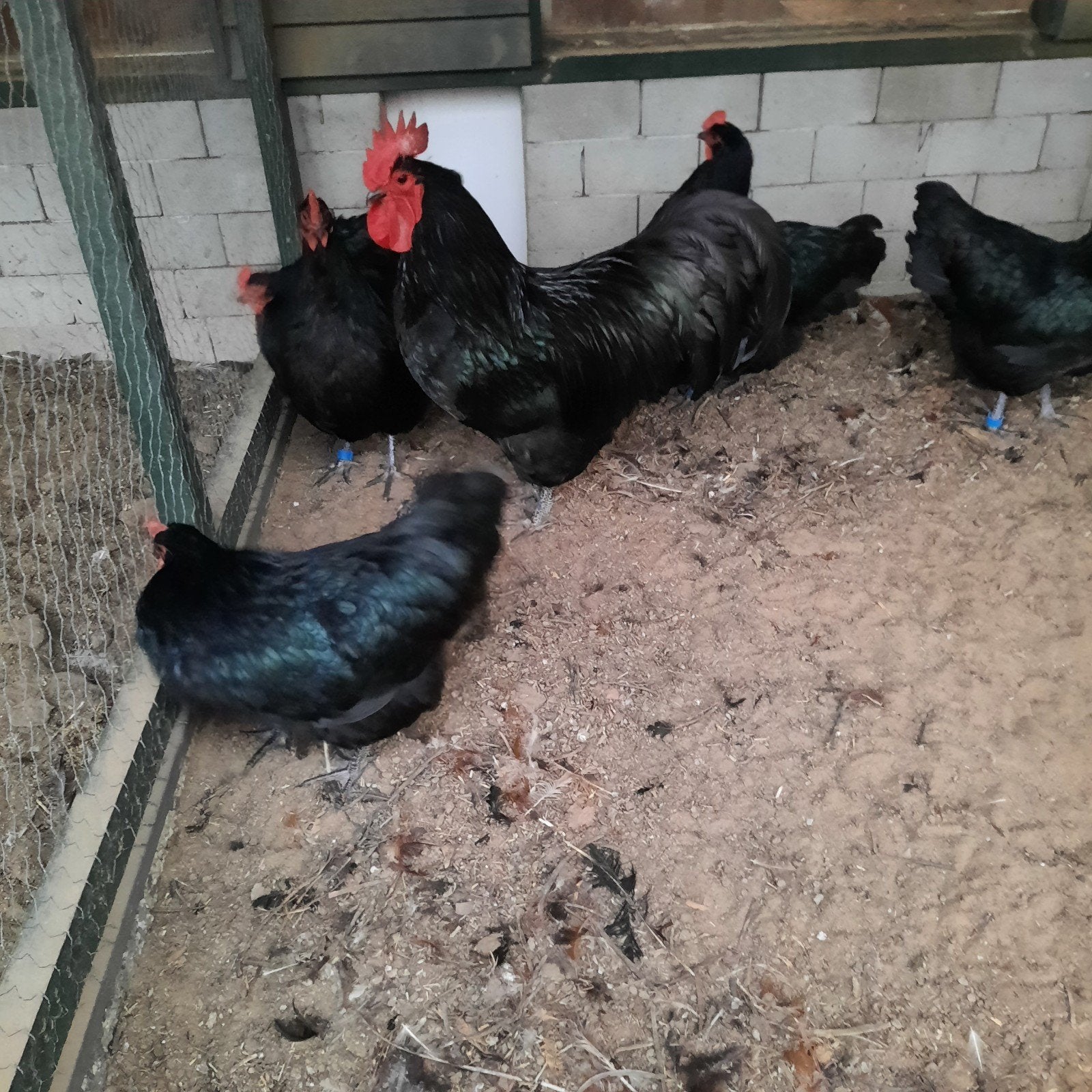 kippen, Dieren en Toebehoren, Pluimvee, Meerdere dieren, Kip