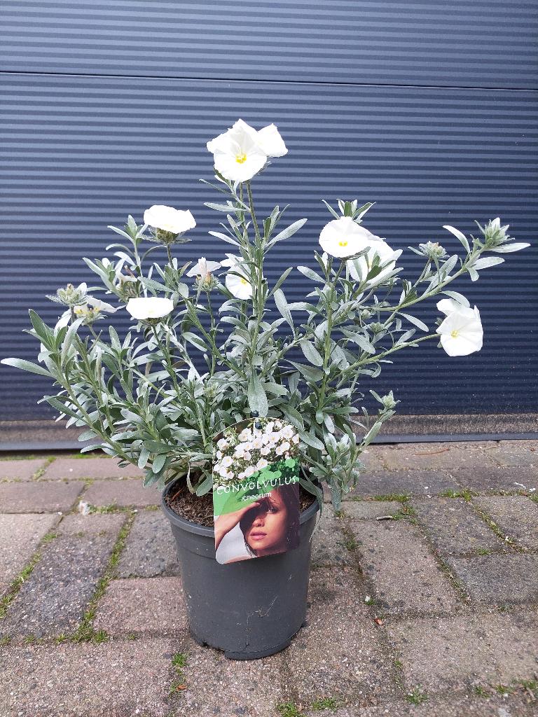 Convolvulus Cneorum - Zilverwinde H: 50 cm., Volle zon, Vaste plant, Zomer, Ophalen