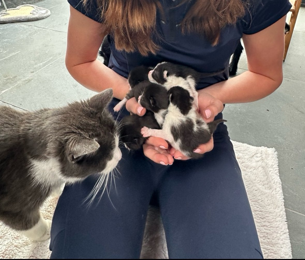 Leuke kittens te koop!, Dieren en Toebehoren, Meerdere dieren, Kortharig, 0 tot 2 jaar