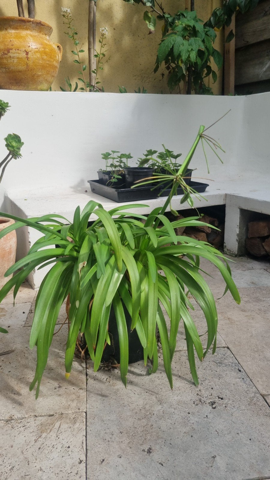 Agapanthus en andere tuinplanten, Tuin en Terras, Ophalen of Verzenden, Overige soorten, Volle zon