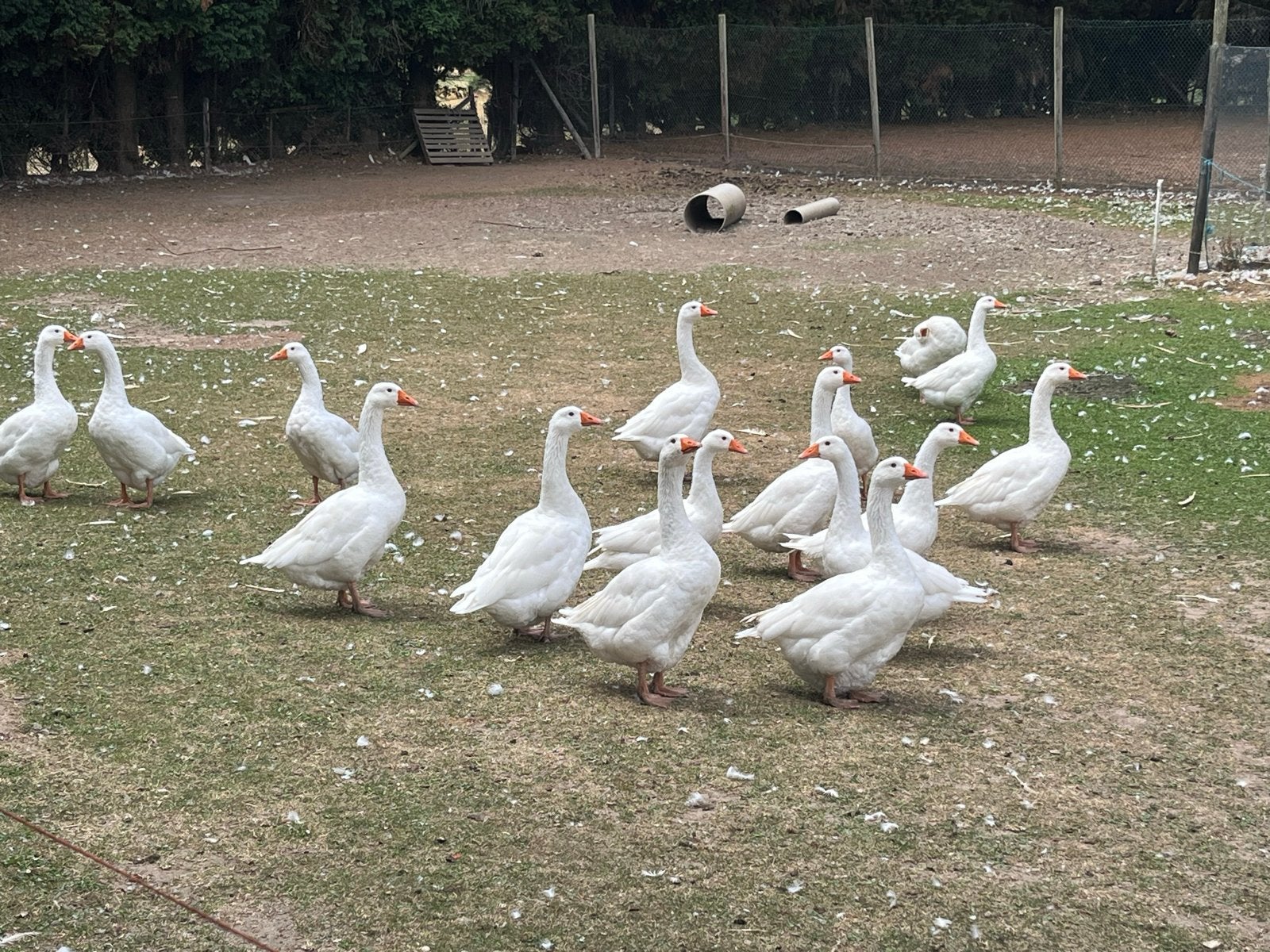 Wittw (boeren) ganzen te koop, Mannelijk, Gans of Zwaan