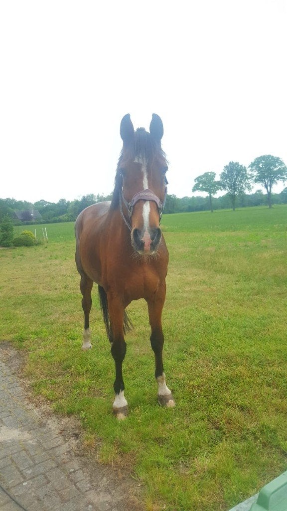 gezocht bijrijder / verzorger, Dieren en Toebehoren, Ruin, 165 tot 170 cm, Dressuurpaard, 11 jaar of ouder